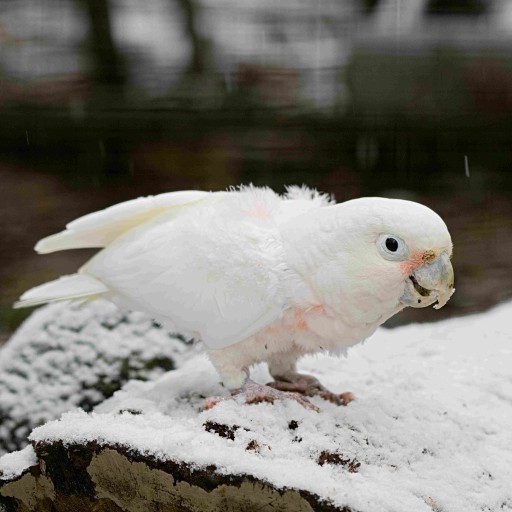 Frühlingsfest im Leintalzoo