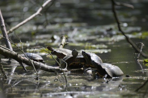 Rotwangenschmuck-Schildkröte